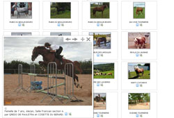 Photothèque des chevaux à vendre