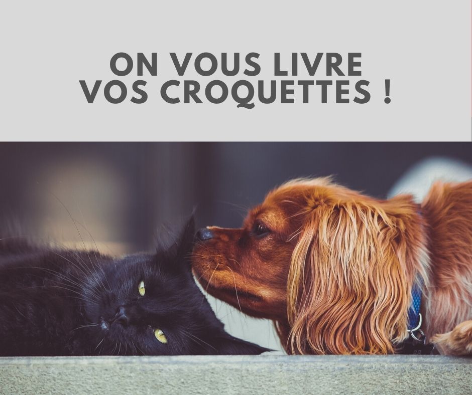 croquettes_chiens_chat_top_equine